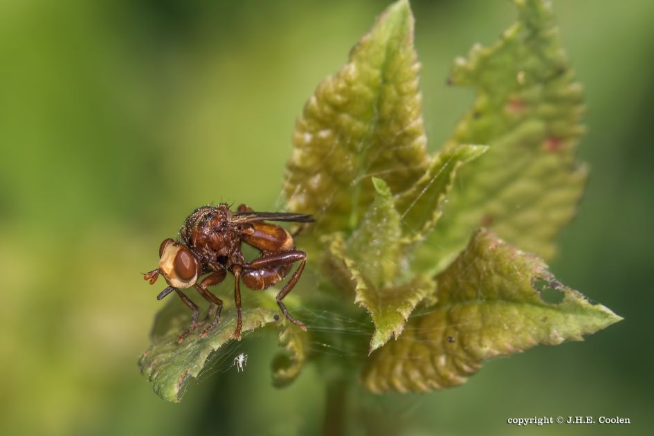 Op de uitkijk - Geleedpotigen - Roestbruine kromlijf